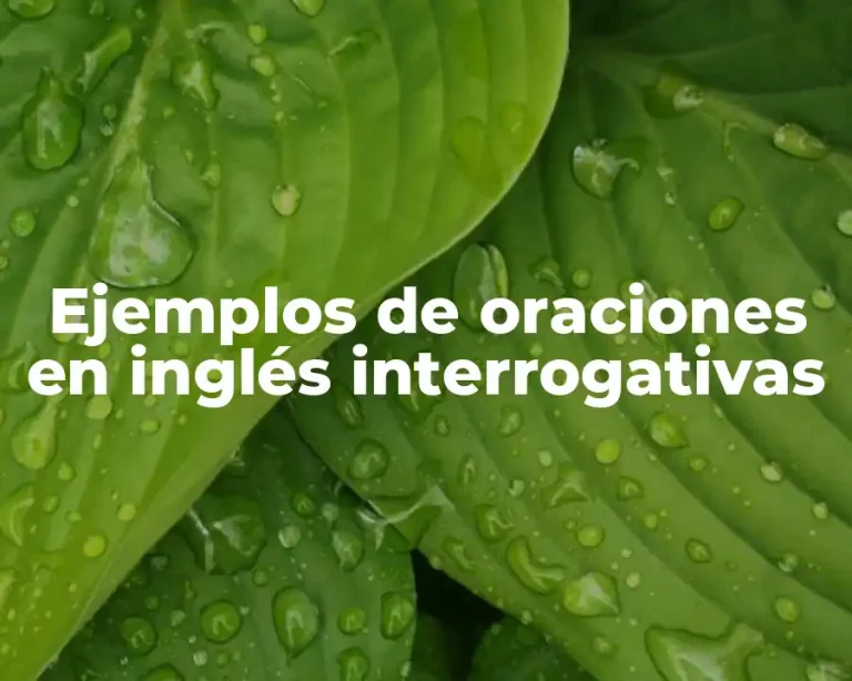 Ejemplos de oraciones en inglés interrogativas