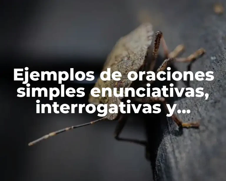 Ejemplos de oraciones simples enunciativas, interrogativas y exclamativas