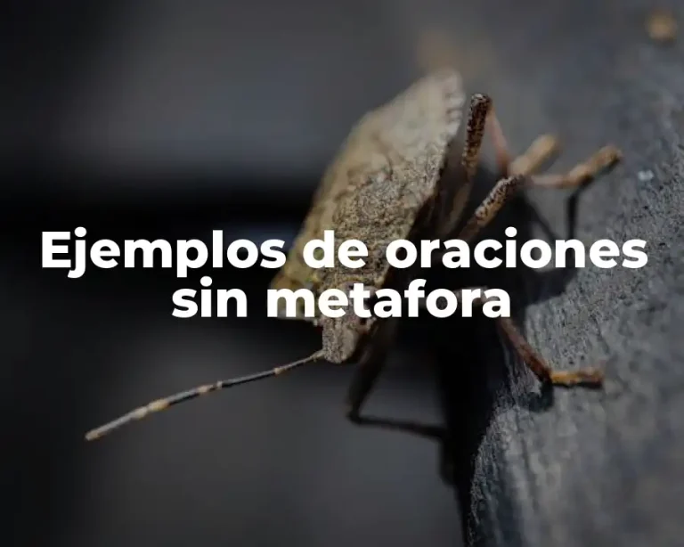 Ejemplos de oraciones sin metafora