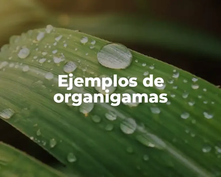Ejemplos de organigamas