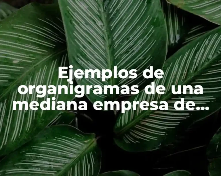 Ejemplos de organigramas de una mediana empresa de servicios y producción