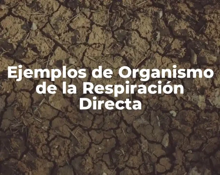 Ejemplos de Organismo de la Respiración Directa