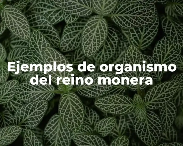 Ejemplos de organismo del reino monera