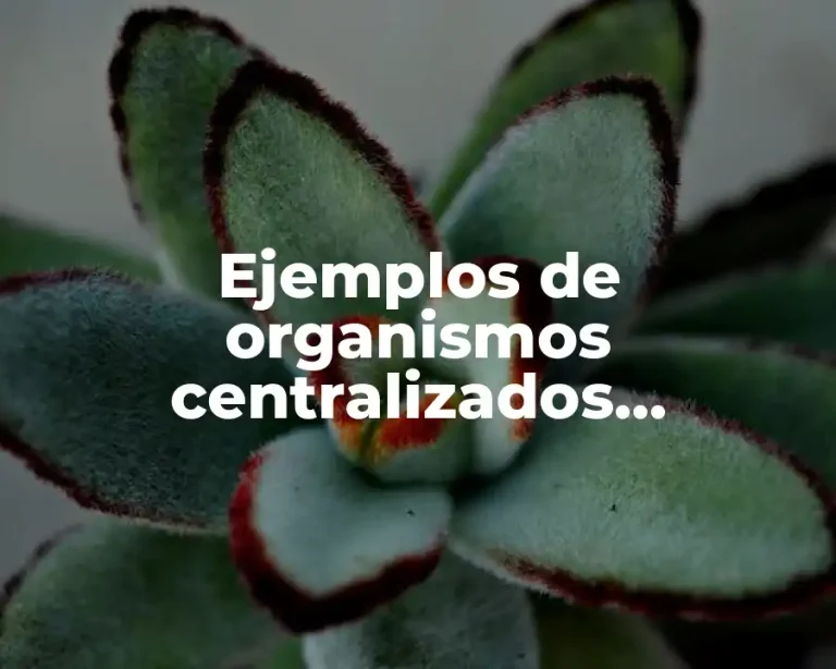 Ejemplos de organismos centralizados, descentralizados y desconcentrados