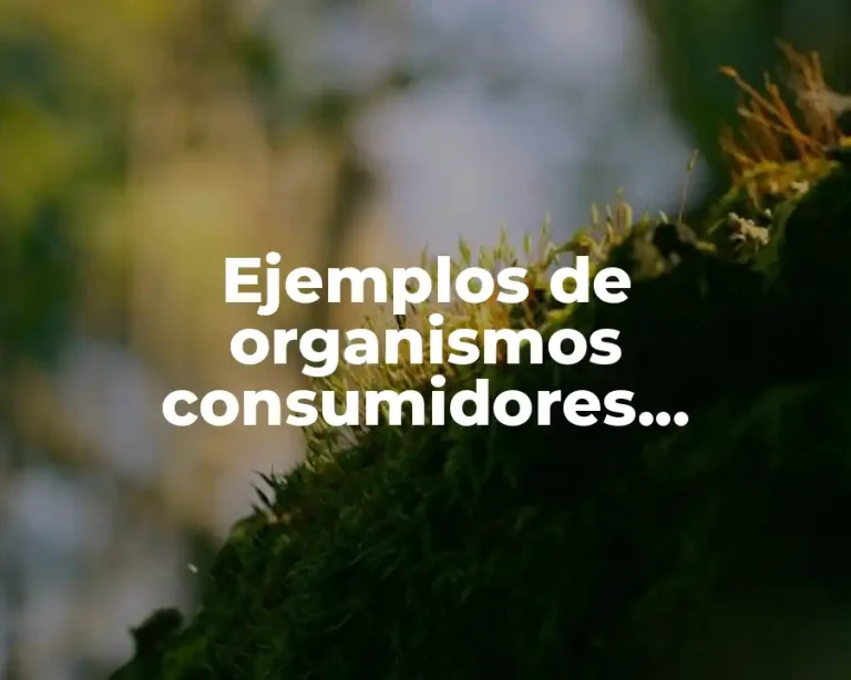 Ejemplos de organismos consumidores primarios