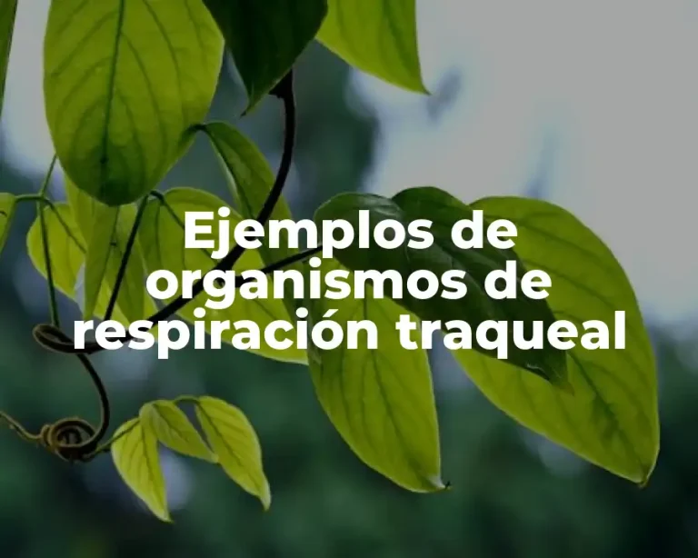 Ejemplos de organismos de respiración traqueal