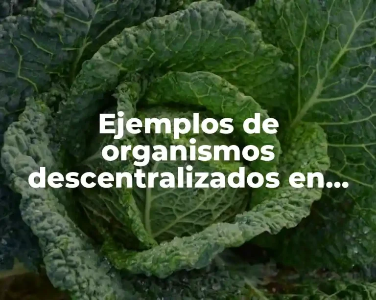 Ejemplos de organismos descentralizados en México
