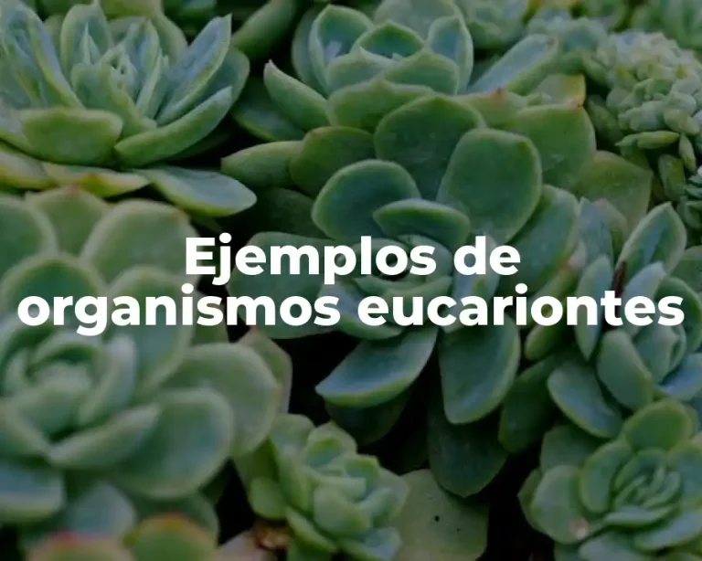 Ejemplos de organismos eucariontes