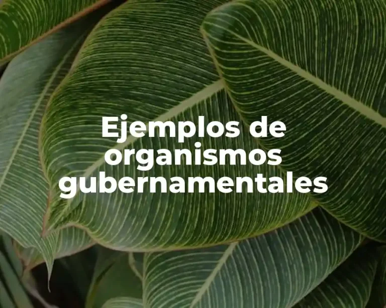 Ejemplos de organismos gubernamentales