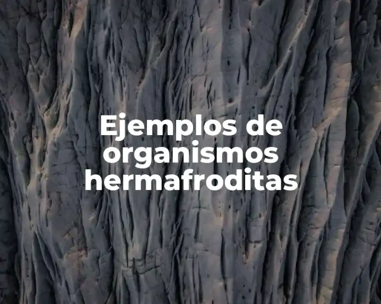 Ejemplos de organismos hermafroditas