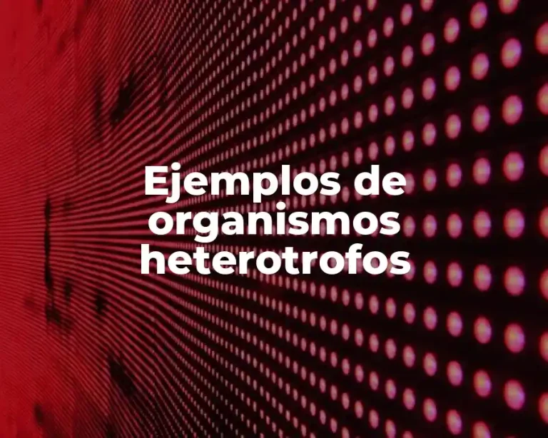 Ejemplos de organismos heterotrofos
