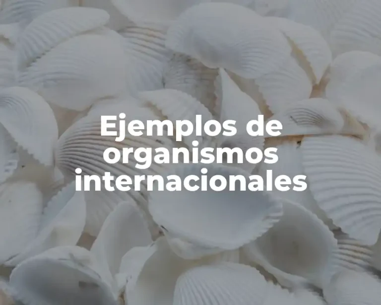 Ejemplos de organismos internacionales