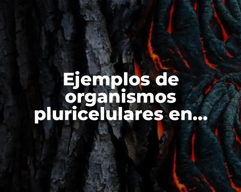 Ejemplos de organismos pluricelulares en nuestro cuerpo y su función