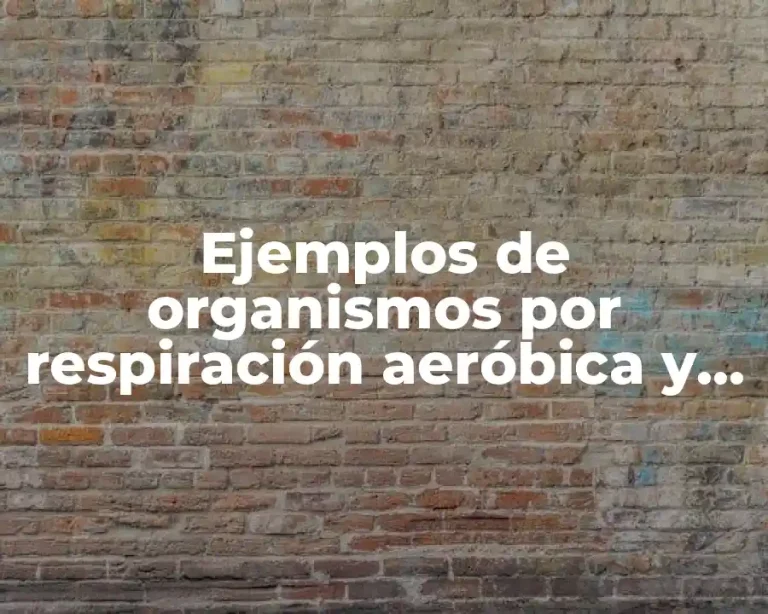 Ejemplos de organismos por respiración aeróbica y otros dos anaeróbica