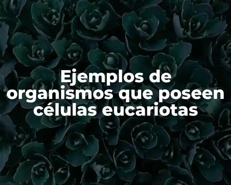 Ejemplos de organismos que poseen células eucariotas