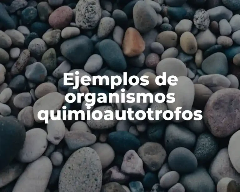 Ejemplos de organismos quimioautotrofos