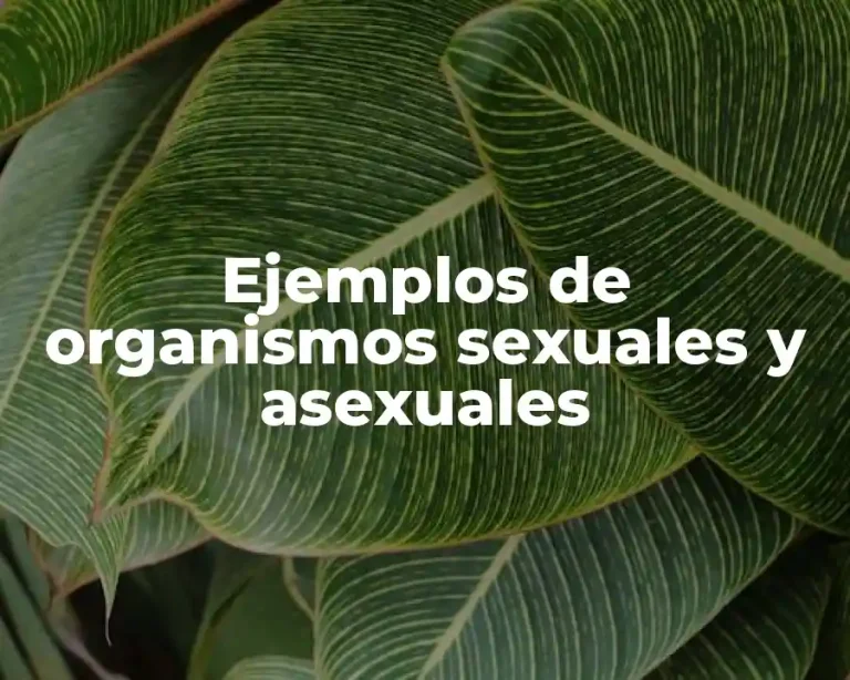 Ejemplos de organismos sexuales y asexuales
