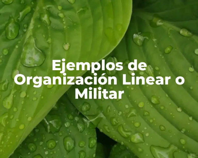 Ejemplos de Organización Linear o Militar