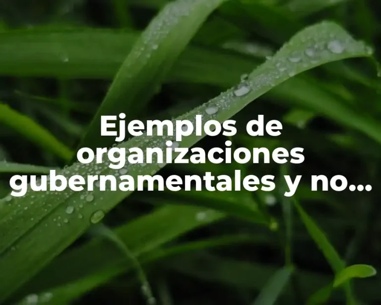 Ejemplos de organizaciones gubernamentales y no gubernamentales y Significado