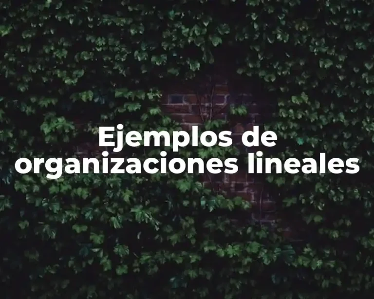 Ejemplos de organizaciones lineales