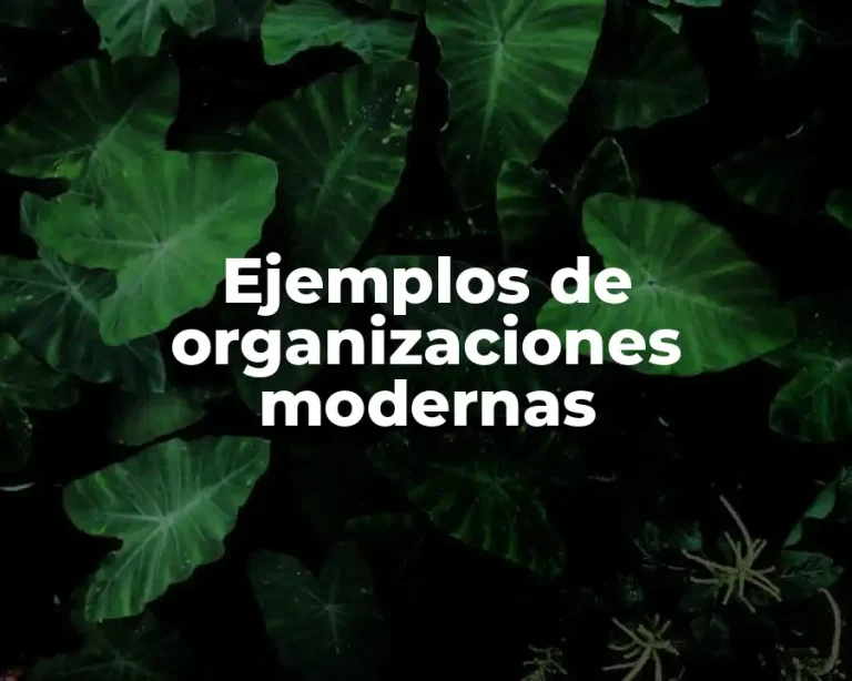 Ejemplos de organizaciones modernas