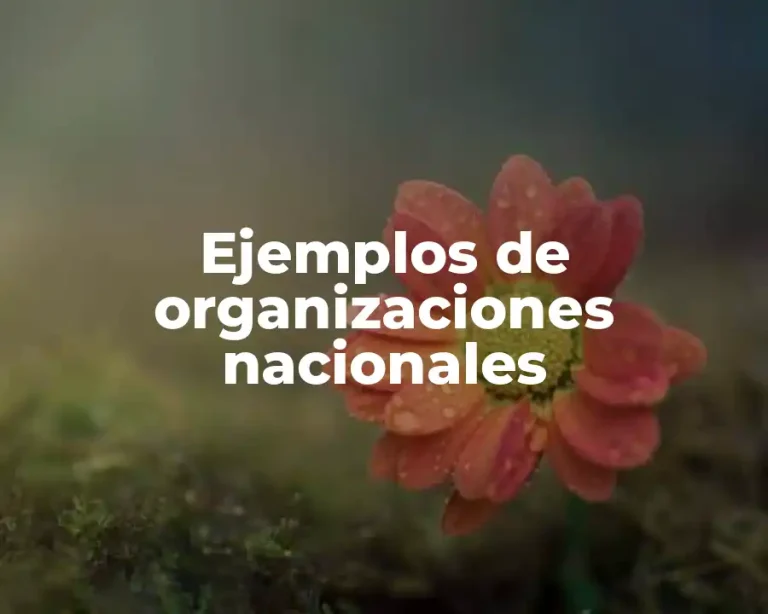 Ejemplos de organizaciones nacionales