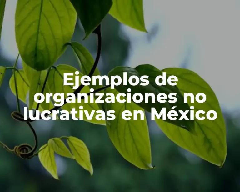 Ejemplos de organizaciones no lucrativas en México