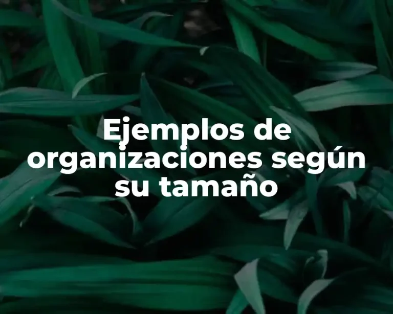 Ejemplos de organizaciones según su tamaño