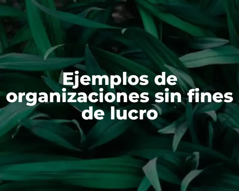 Ejemplos de organizaciones sin fines de lucro
