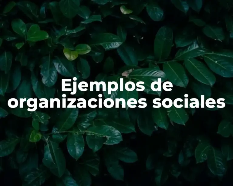 Ejemplos de organizaciones sociales