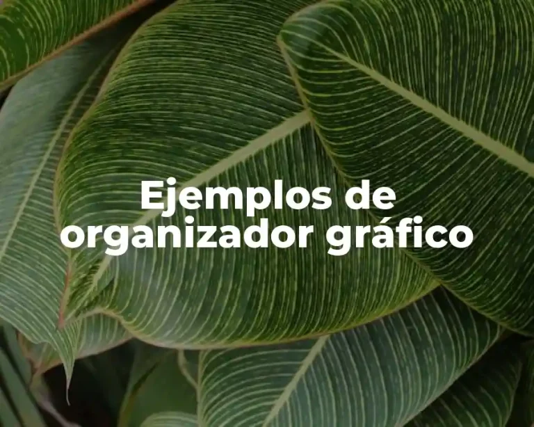 Ejemplos de organizador gráfico