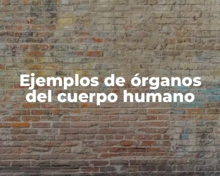 Ejemplos de órganos del cuerpo humano