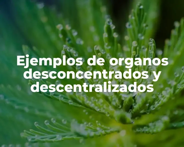 Ejemplos de organos desconcentrados y descentralizados