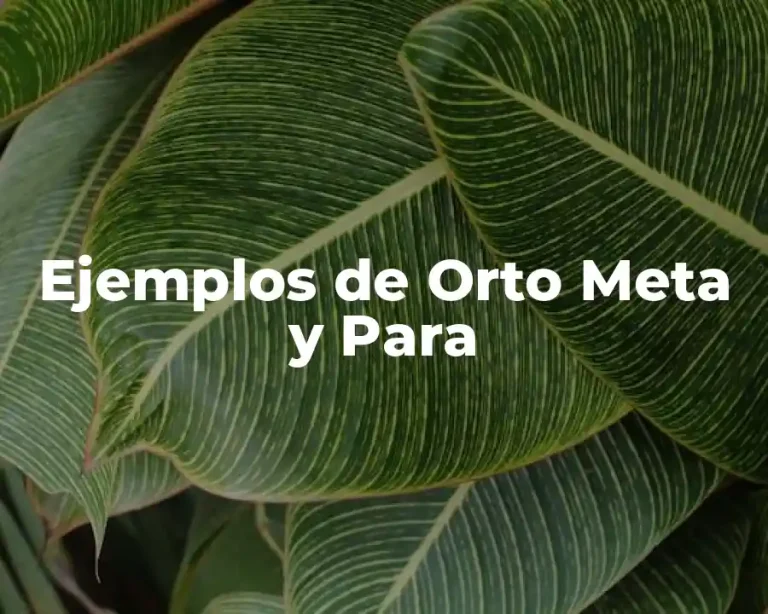 Ejemplos de Orto Meta y Para