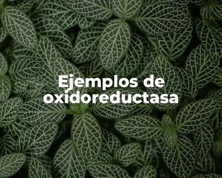 Ejemplos de oxidoreductasa