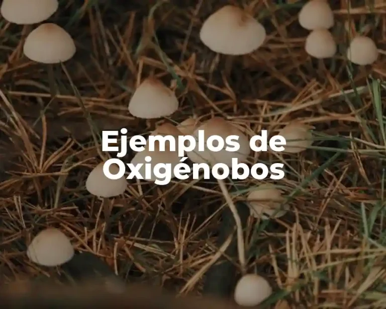 Ejemplos de Oxigénobos