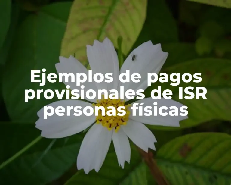 Ejemplos de pagos provisionales de ISR personas físicas