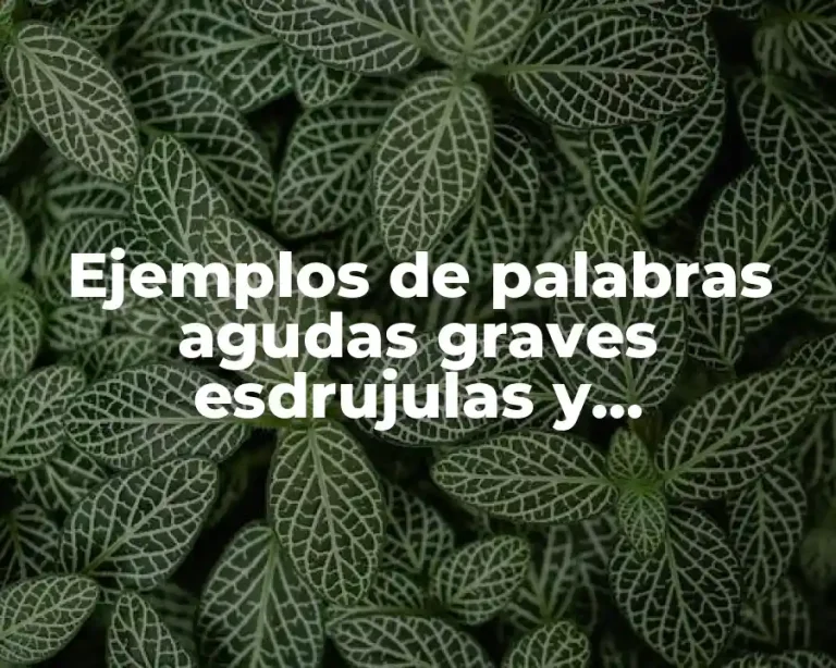 Ejemplos de palabras agudas graves esdrujulas y sobreesdrujulas con tilde y Significado