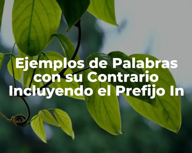Ejemplos de Palabras con su Contrario Incluyendo el Prefijo In
