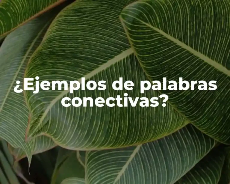 ¿Ejemplos de palabras conectivas?