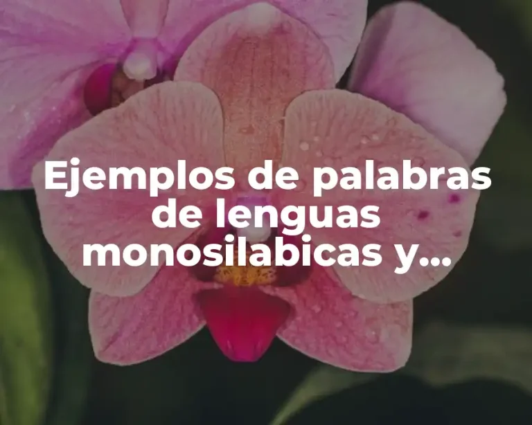 Ejemplos de palabras de lenguas monosilabicas y Significado
