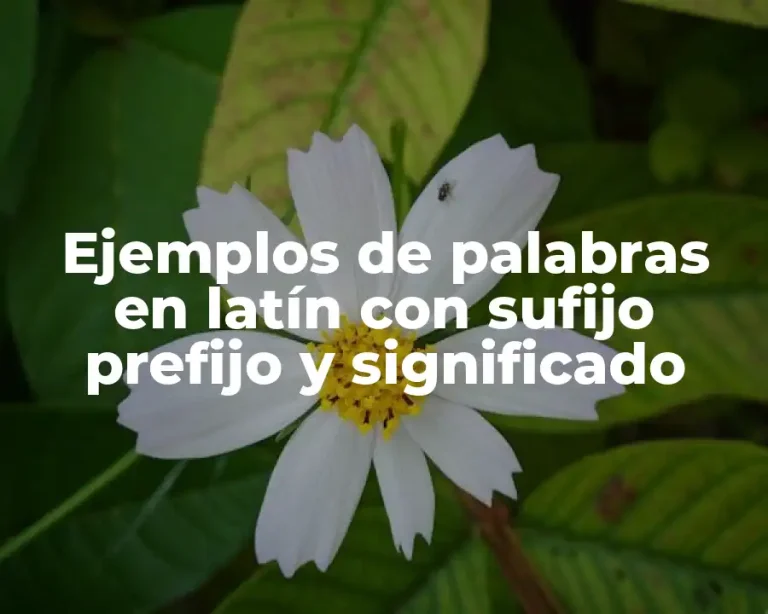 Ejemplos de palabras en latín con sufijo prefijo y significado