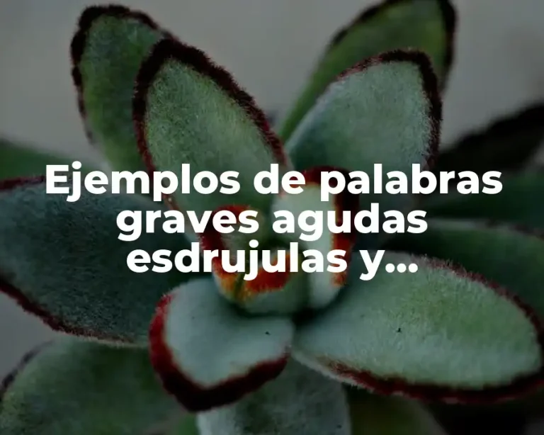 Ejemplos de palabras graves agudas esdrujulas y sobreesdrujulas