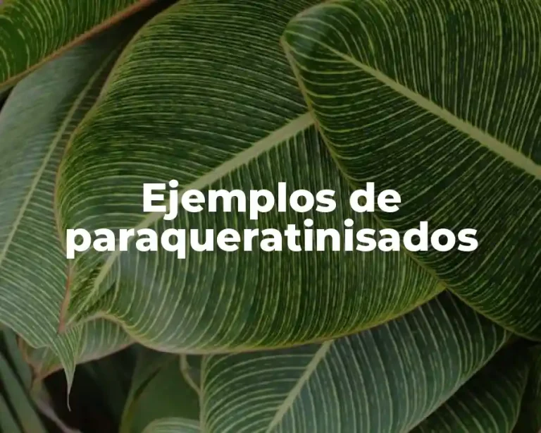 Ejemplos de paraqueratinisados