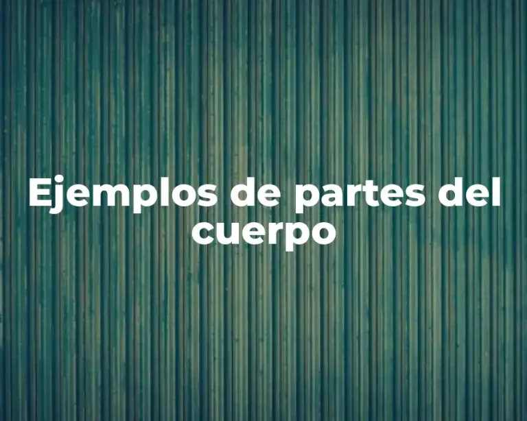 Ejemplos de partes del cuerpo