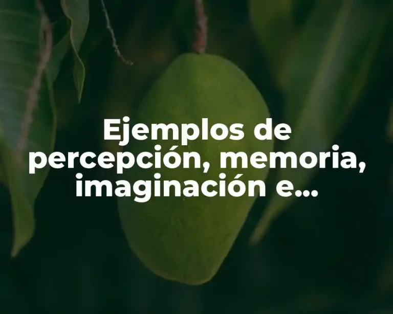 Ejemplos de percepción, memoria, imaginación e inteligencia