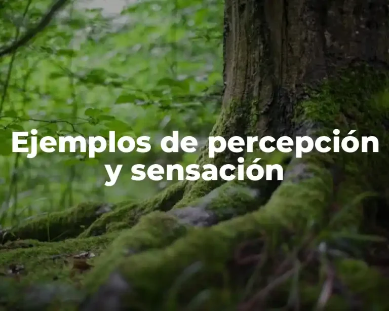 Ejemplos de percepción y sensación