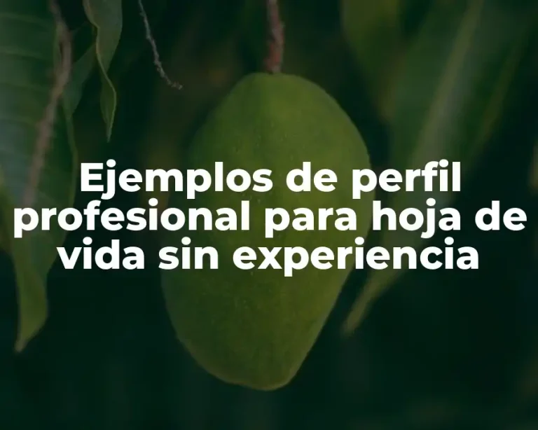 Ejemplos de perfil profesional para hoja de vida sin experiencia