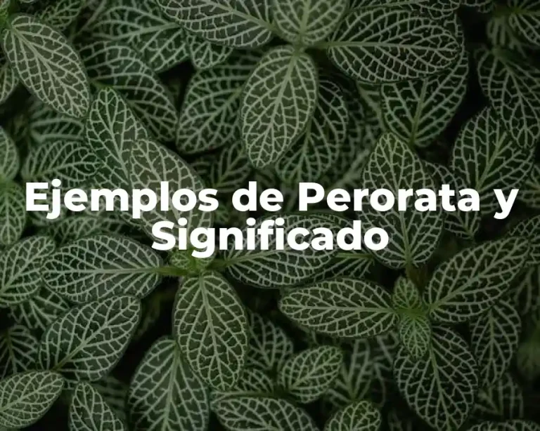 Ejemplos de Perorata y Significado