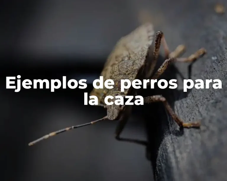 Ejemplos de perros para la caza